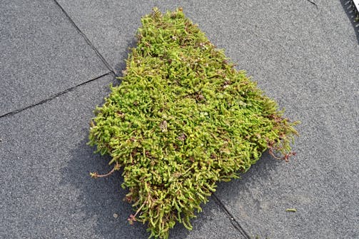 Viherkatto: Matot leikataan Viherkatto: Matot leikataan